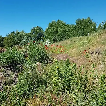 Urlaub Bei Hauenstein 公寓 博恩